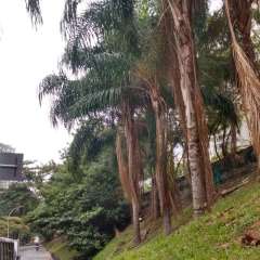2026-amasco-sao-conrado-rj-5-1
