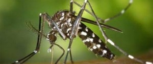 mosquito